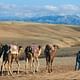 From Casablanca: 2 Days trip To Explore Agafay Desert & Marrakech