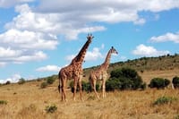 Wonderful view of masai mara giraffes