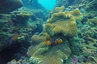 Krabi Private 4 Island Morning Cruise with Snorkeling & Gourmet Breakfast - M 10