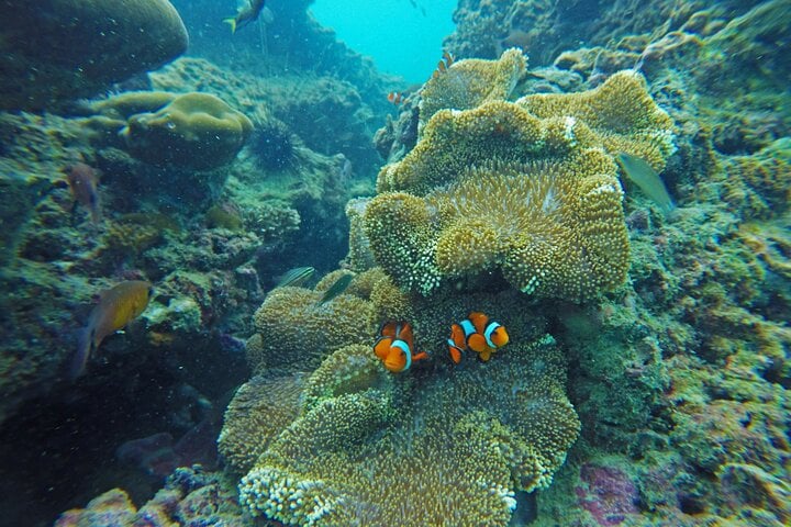 Krabi Private 4 Island Morning Cruise with Snorkeling & Gourmet Breakfast - M 10