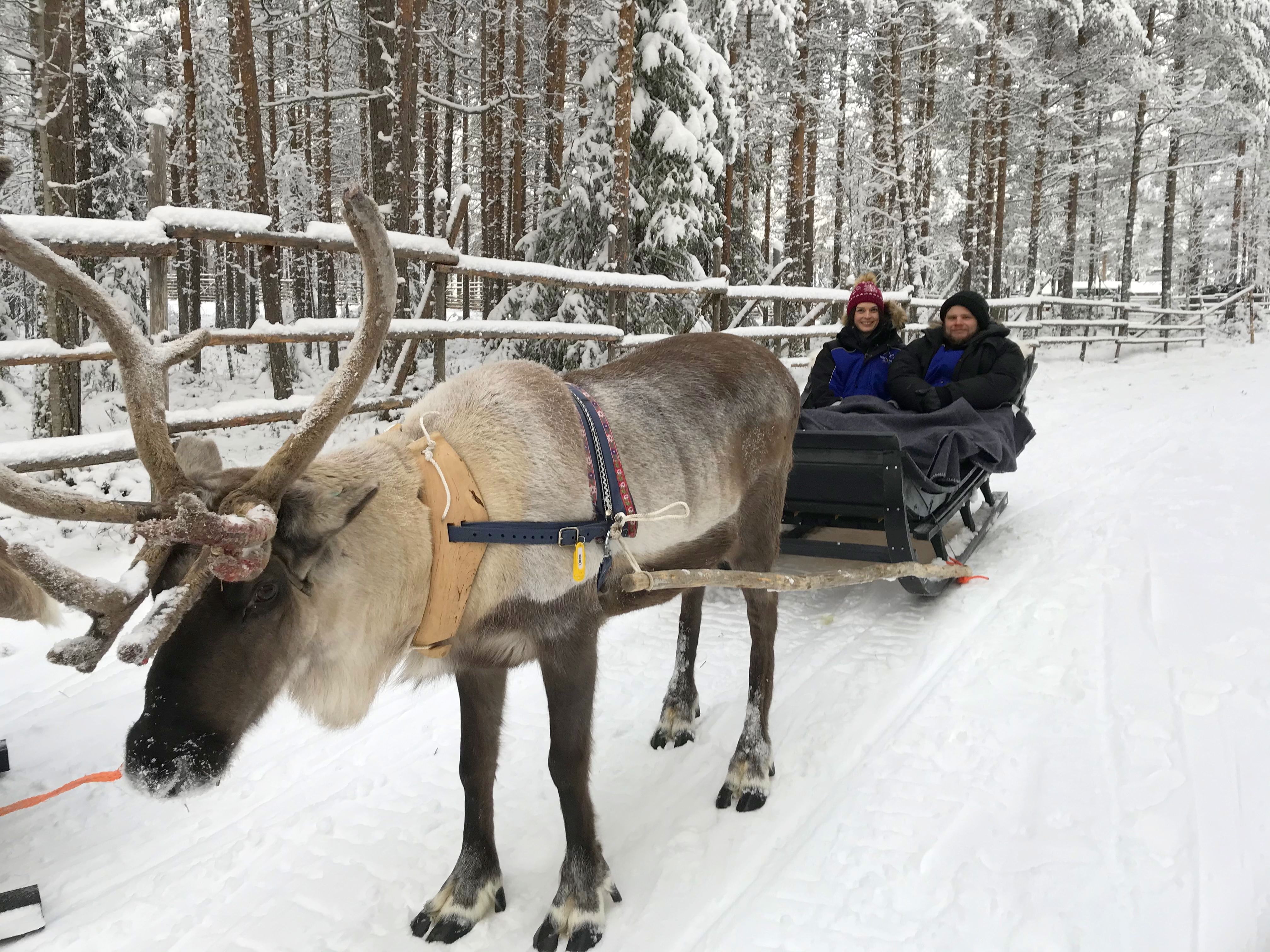 Reindeer Safari in Lapland