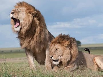 Male coalition lions at the Nairobi national park