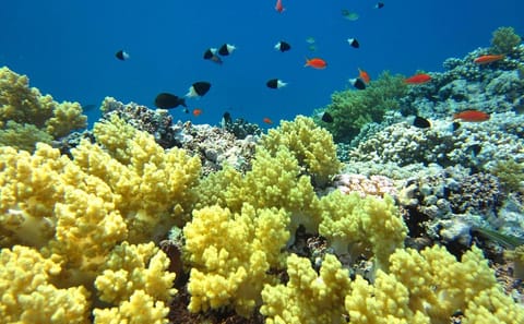 Adventurous Week in Hurghada with Culture and Relaxation