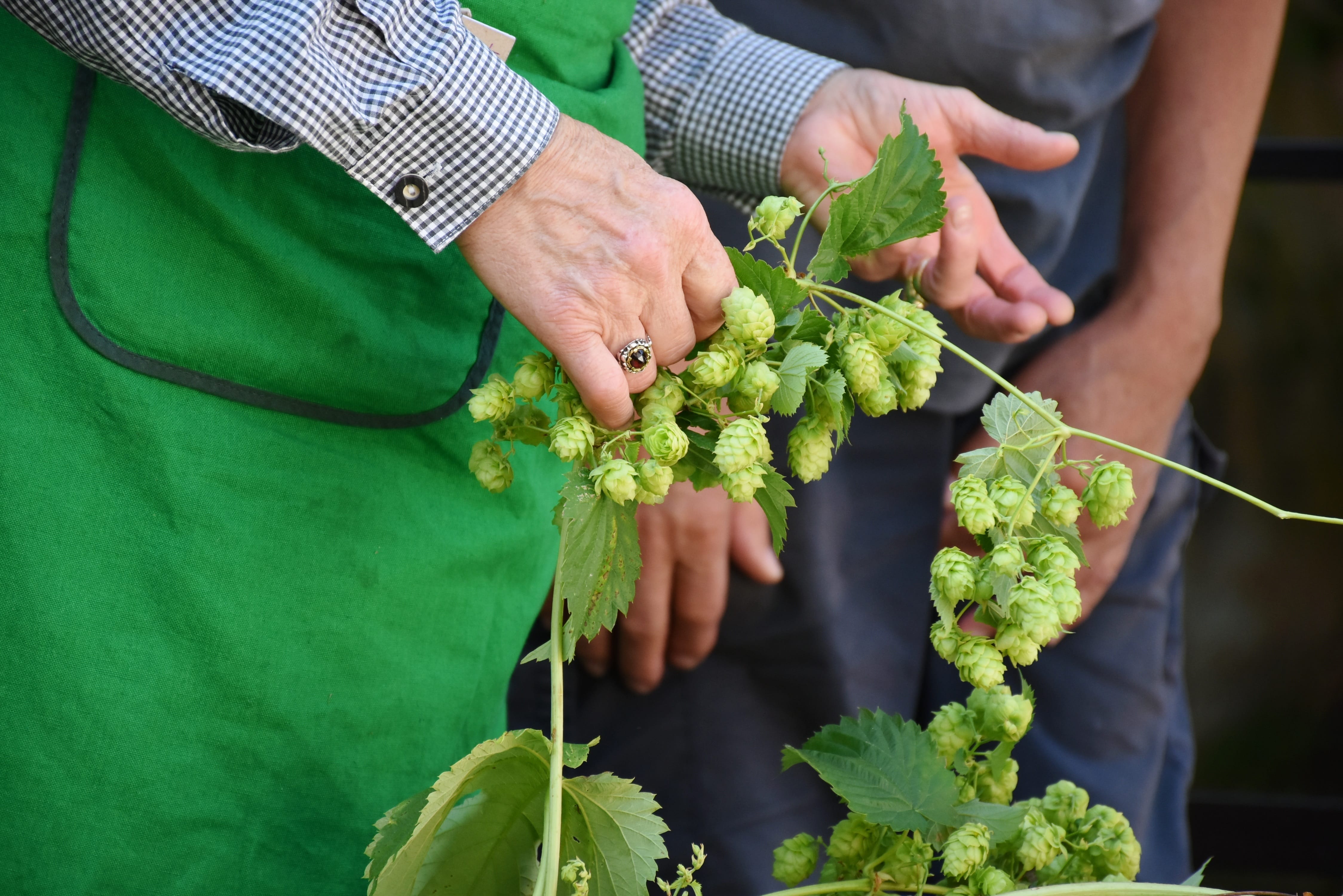 Hopfensträußchen zum Anfassen 