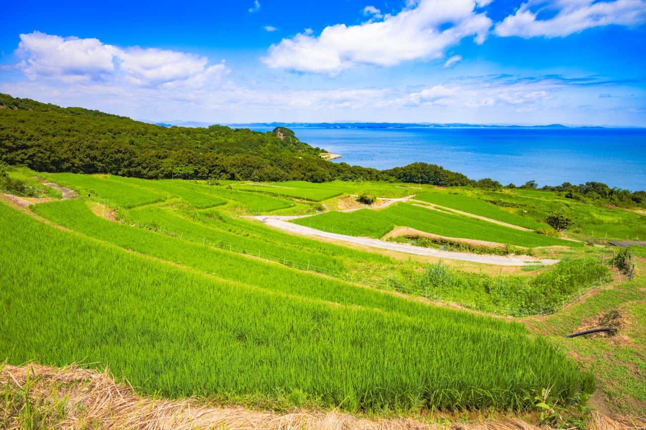 Teshima Island Custom Day Tour