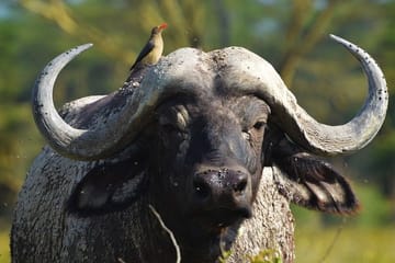 Private 6-Day Safari Tour of Samburu, Lake Nakuru & Masai Mara