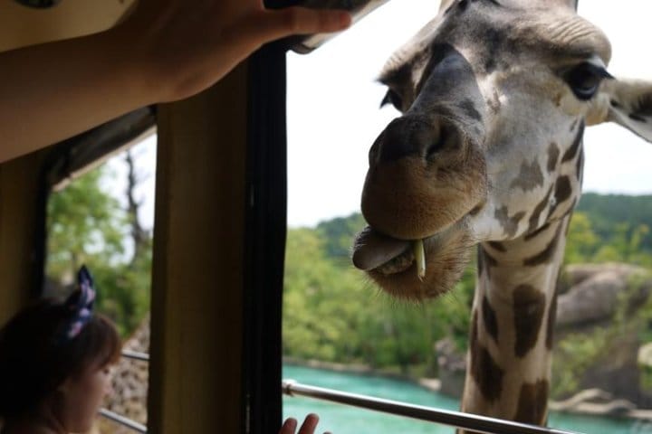 Autumn 10 days Jeonju&Mt.Naejangsan&Mt.Seorak&Mungyeong&Jeju&Busan on Early Nov