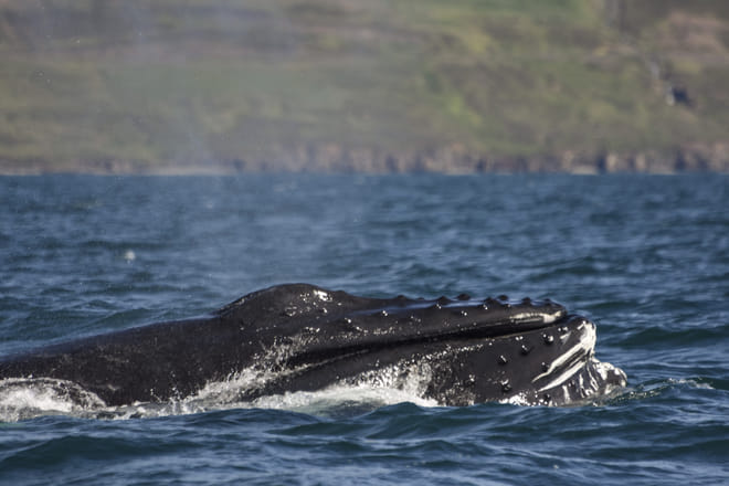 Akureyri Express Whales & Eyjafjord 9