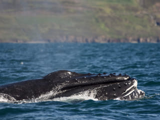 Akureyri Express Whales & Eyjafjord, photo 9