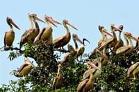Prek Toal Birds Sanctuary & floating Village Private Tours from Siem Reap 4