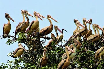 Kayaking and Nature Photography Tour at Prek Toal, Siem Reap