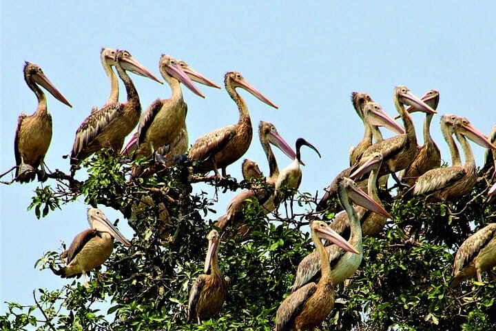 Prek Toal Birds Sanctuary & floating Village Private Tours from Siem Reap 4
