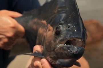Piranha Fishing Tour in the Amazon River, Iquitos