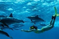 Mnemba Island Dolphins Watching and Snorkeling 2