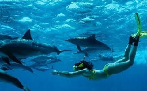 Dolphin Watching and Snorkeling Tour at Mnemba Island, Tanzania