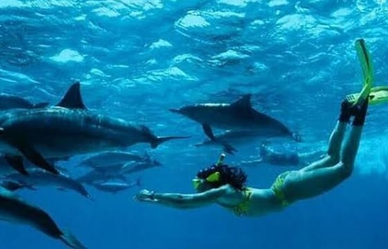 Mnemba Island Dolphins Watching and Snorkeling