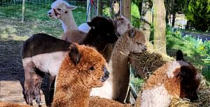 Alpaca Meet & Interact Session, Fairy House Nature Trail & Coffee Trailer