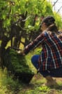 Experience the Minoan grapes at a local vineyard 8