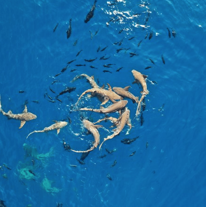 Group of nurse sharks swimming gracefully in the clear waters of Vaavu Atoll, Maldives.