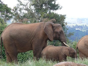 Elephants at the Aberdare National Park