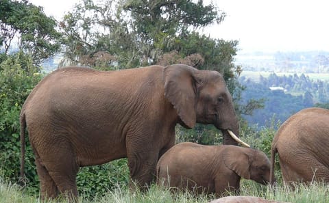 Day Safari Adventure in Aberdare National Park from Nairobi