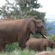 Elephants at the Aberdare National Park