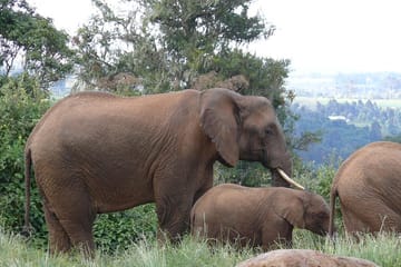 Day Safari Adventure in Aberdare National Park from Nairobi
