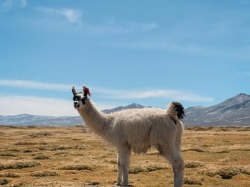 Mini Uyuni Experience at Salinas Lake from Arequipa