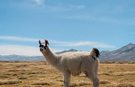 Mini Uyuni Experience at Salinas Lake from Arequipa
