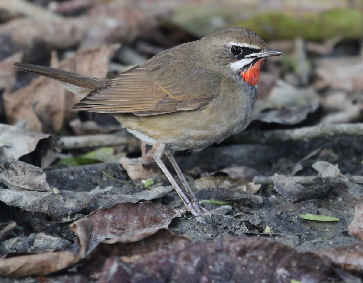 19 Days Mera Peak Climbing & Expedition – One Life-Changing Himalayan Adventure