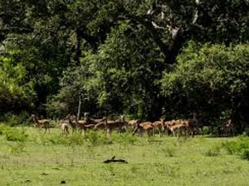 Three-Day Safari Adventure in Tissamaharama, Sri Lanka