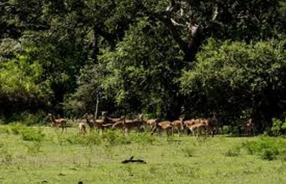 3 Days National Park Safari Trail