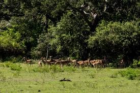 3 Days National Park Safari Trail  2