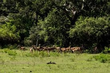 Three-Day Safari Adventure in Tissamaharama, Sri Lanka