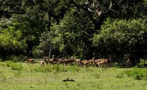 Three-Day Safari Adventure in Tissamaharama, Sri Lanka