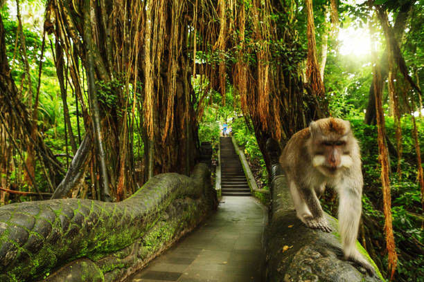 Monkey Forest