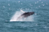 Humpback whale leaping from the sea in Icelandic waters