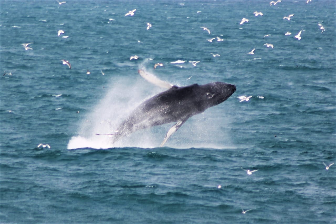 Humpback whale leaping from the sea in Icelandic waters