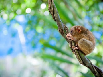 Bohol Countryside Day Tour from Cebu with Ferry Transfers