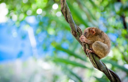 Bohol Countryside Day Tour from Cebu with Ferry Transfers