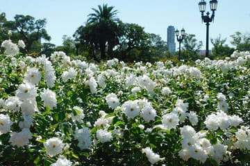Walking Tour of Palermo Woods in Buenos Aires