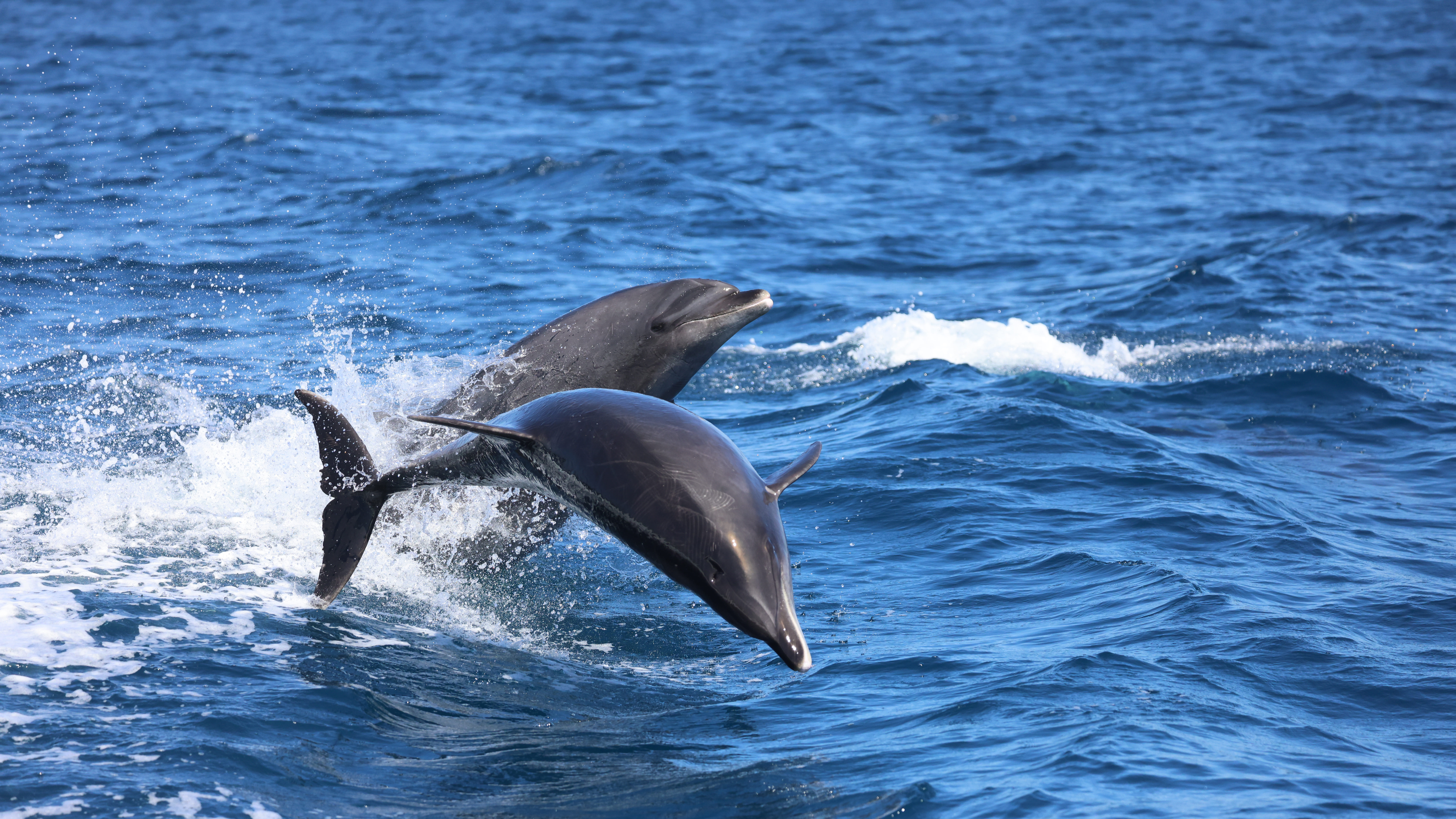 Two wild dolphins swimming in the Caribbean Sea near Punta Mona, Costa Rica during a dolphin watching boat tour from Manzanillo.