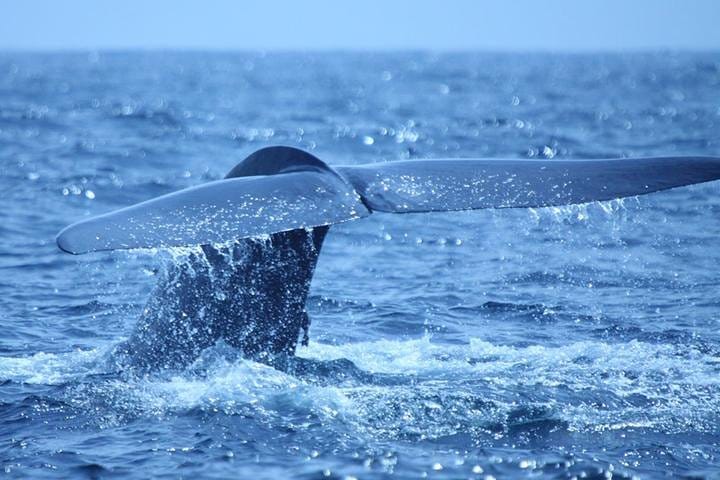 Family Getaway With Kingfisher Tours | 8 Days