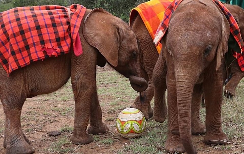 Giraffe Center and Elephant Orphanage Daily Tour