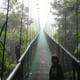 Cloud Forest hanging Bridges tour