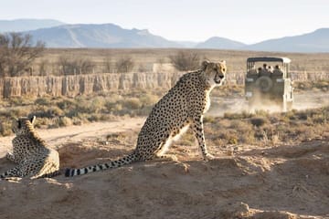 Big 5 Safari with Snacks and Wine Tasting in Cape Town