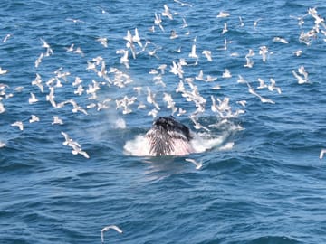 Whale Watching and FlyOver Experience in Reykjavík, Iceland