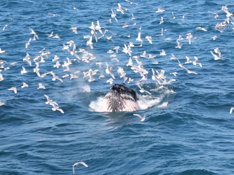 Seabirds gathering around marine wildlife in the waters of Faxaflói Bay during a whale watching experience from Reykjavík.