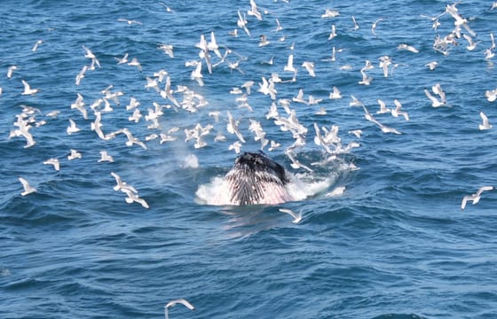 Whale Watching & FlyOver: Aerial Excursions and Oceanic Encounters