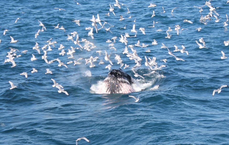 Whale Watching and FlyOver Experience in Reykjavík, Iceland